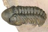 Metacanthina Trilobite With Reedops - Lghaft, Morocco #368572-8